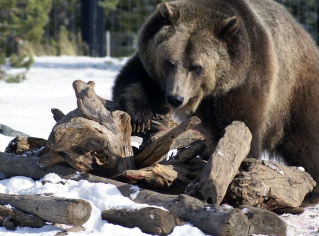 Is Your Gear Stronger Than a Grizzly?