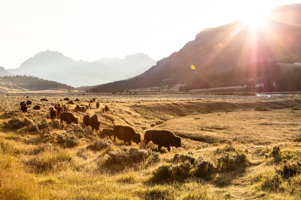 A Guide to Yellowstone's Gorgeous & Underrated Northern Range